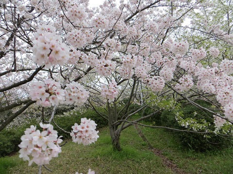 2015桜散歩の写真_d0120665_23295334.jpg