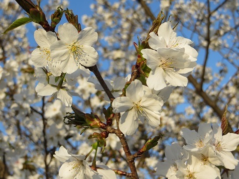 2015桜散歩の写真_d0120665_23493313.jpg