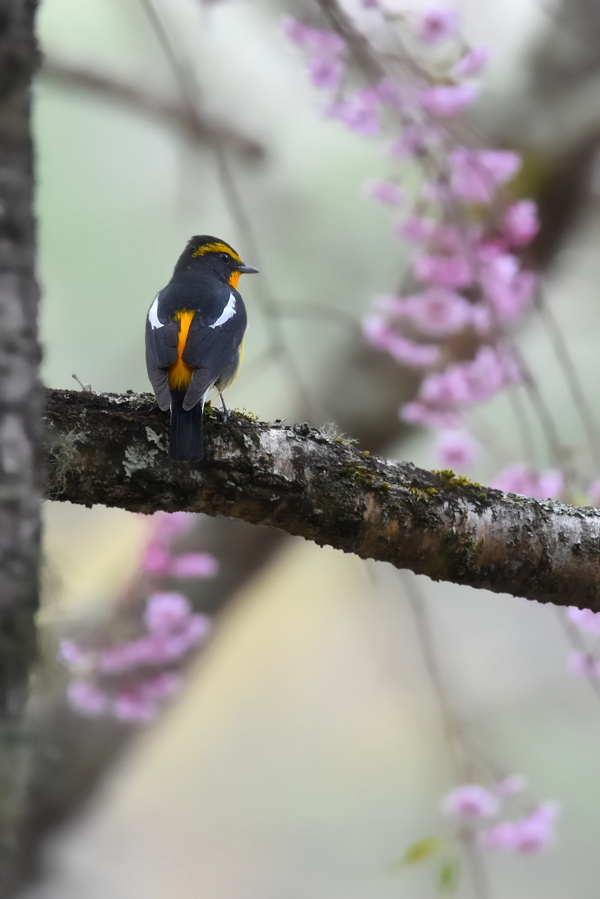 桜とキビタキ_f0053272_2314147.jpg