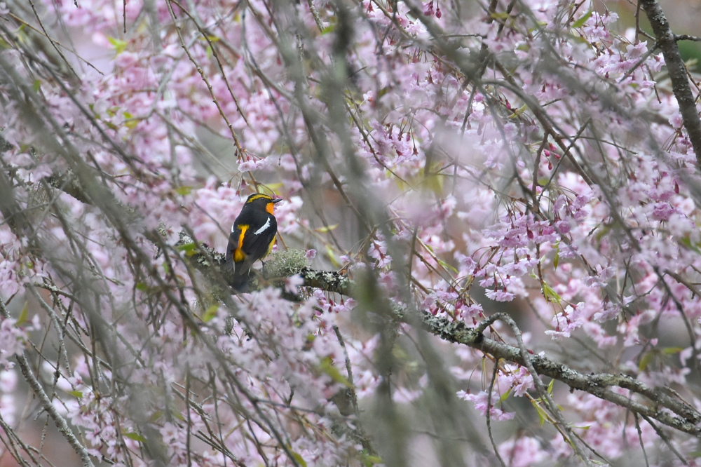 桜とキビタキ_f0053272_23143021.jpg