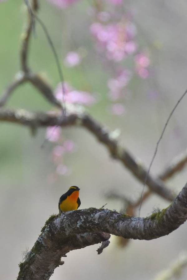 桜とキビタキ_f0053272_2342991.jpg