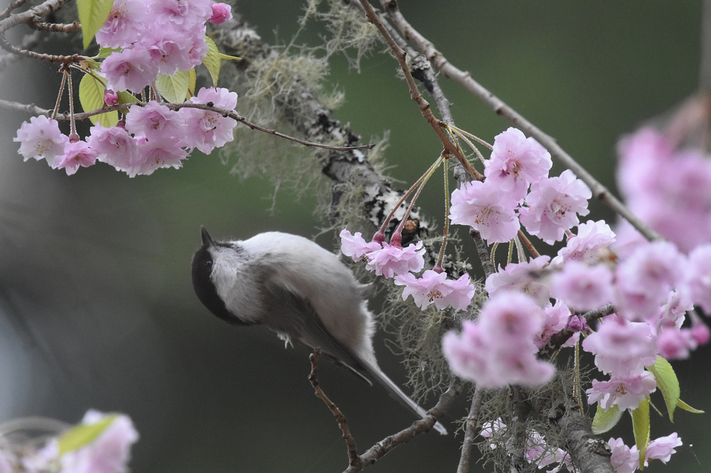 桜にコガラ_f0053272_8554166.jpg