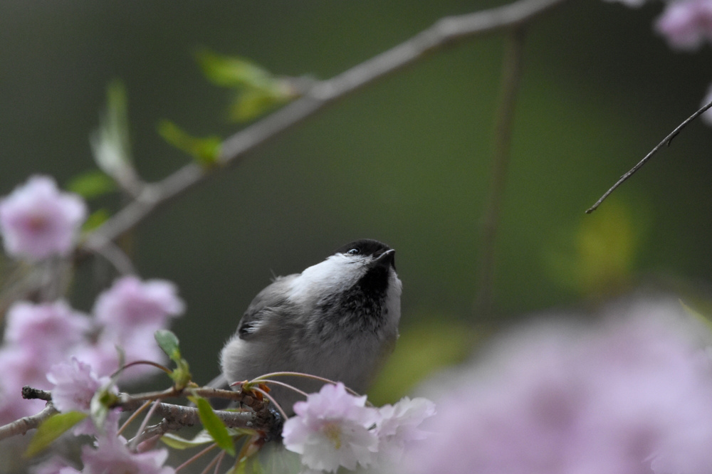 桜にコガラ_f0053272_8594485.jpg