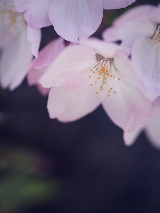 城山の里＊御殿場桜_a0161380_1171469.jpg