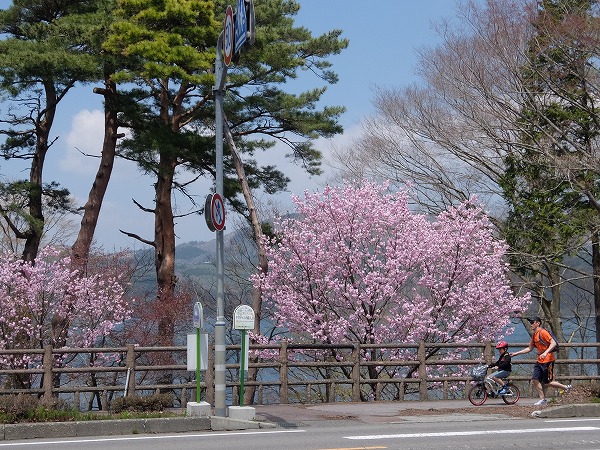 山中湖　湖畔の桜_f0328483_9555259.jpg