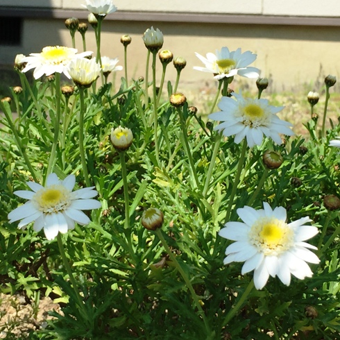 地植えのマーガレットが開花♪_d0134785_10374215.jpg