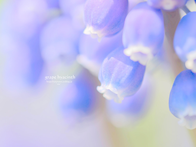 grape hyacinth_c0328588_06385496.jpg