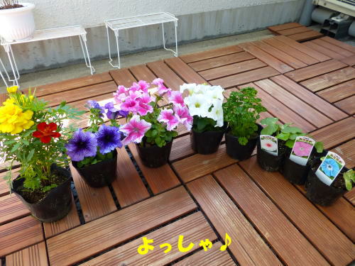 お花の季節ですから_a0157892_20404241.jpg