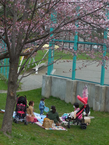 札幌のお花見_c0357597_15232208.jpg