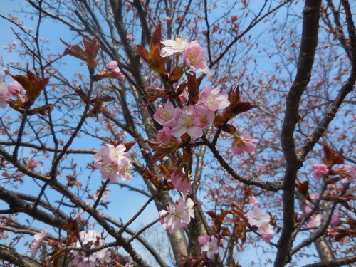 札幌のお花見_c0357597_15244753.jpg