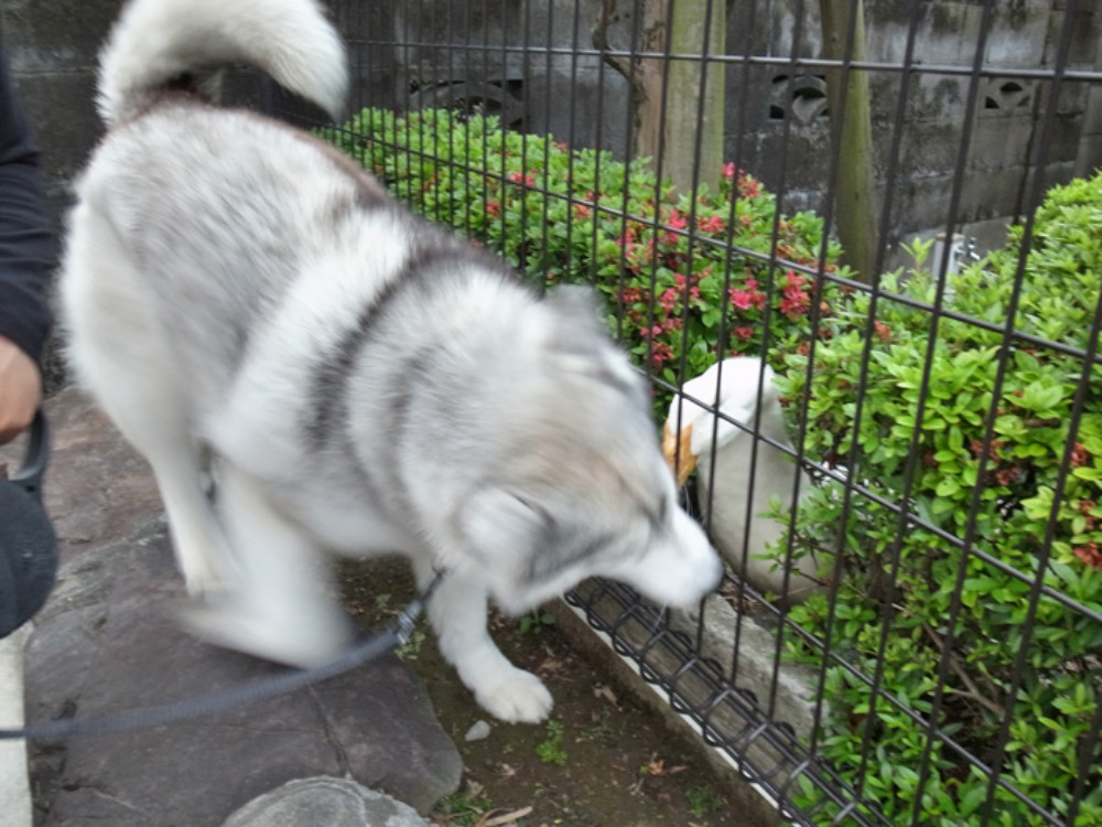 ようやく静けさが戻ってきたよ~ (^o^)_c0049299_2247134.jpg