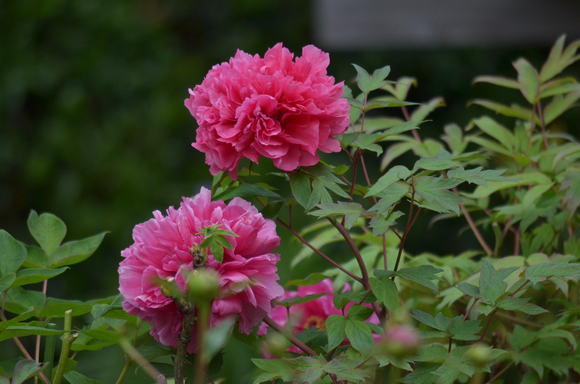 a0288500_21352840.jpg