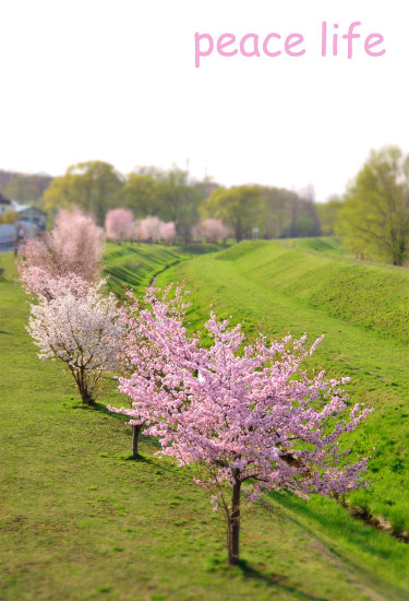 桜2015~2_c0049708_22584926.jpg