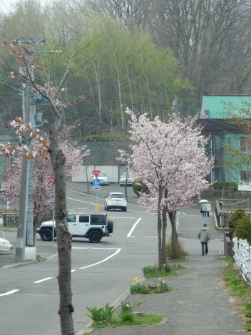 家の近所の方が桜は綺麗かもですね！_d0200811_23193266.jpg