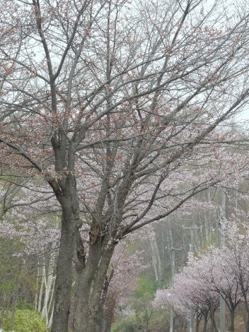 家の近所の方が桜は綺麗かもですね！_d0200811_23255978.jpg