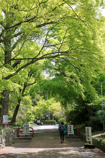 鷺森神社 新緑_e0048413_18542744.jpg