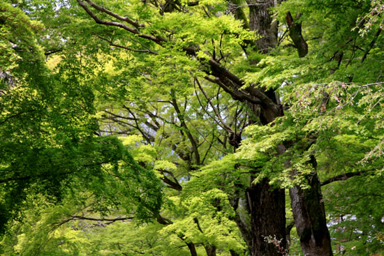 鷺森神社 新緑_e0048413_1856747.jpg