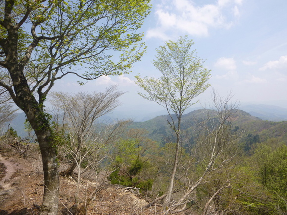 イワカガミ咲く頭巾山 (871.0M) 　登頂 編_d0170615_14305389.jpg