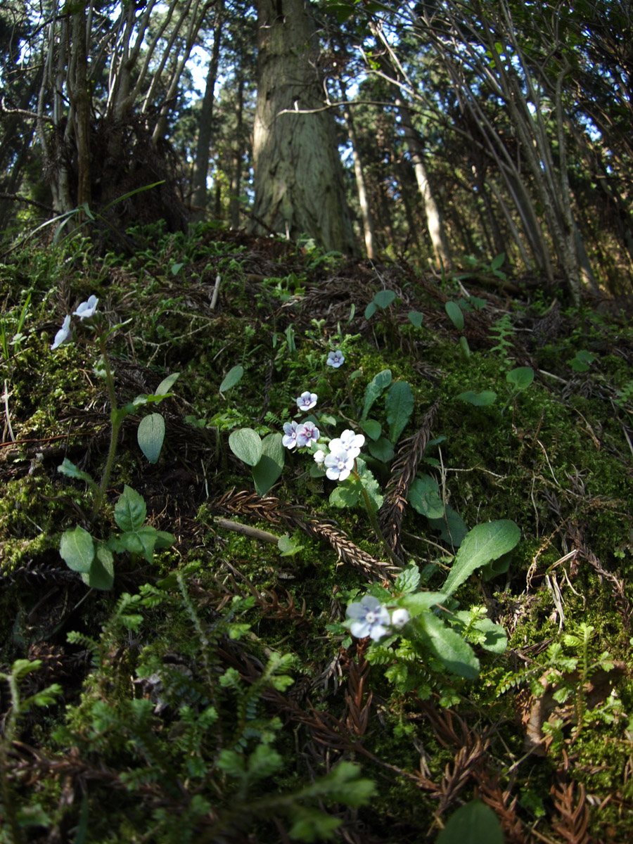 4月26日　皿ヶ嶺　水の元～風穴_c0021726_2029745.jpg