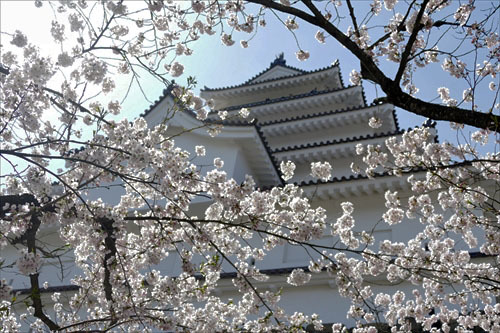 福島県会津若松市　「鶴ヶ城と桜」_d0106628_12131277.jpg