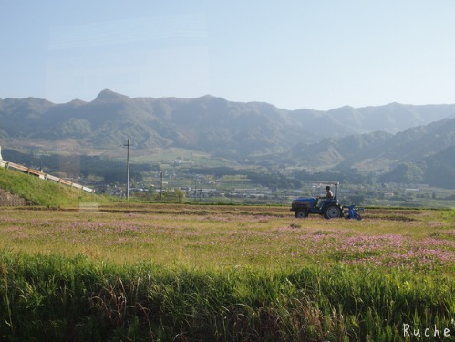 飛行機なら近いね熊本へgo!　DAY2　南阿蘇トロッコ列車_c0103830_1845297.jpg