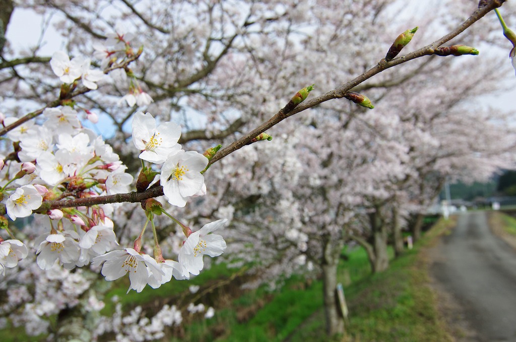 いつもの桜並木　2015_c0106831_23562413.jpg