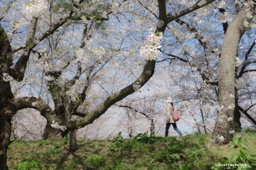 弘前の桜祭りスナップ写真　２０１５ vol.2_e0168232_8132993.jpg