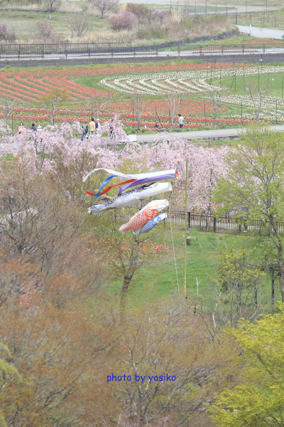 春の花の都公園_f0311132_20435897.jpg