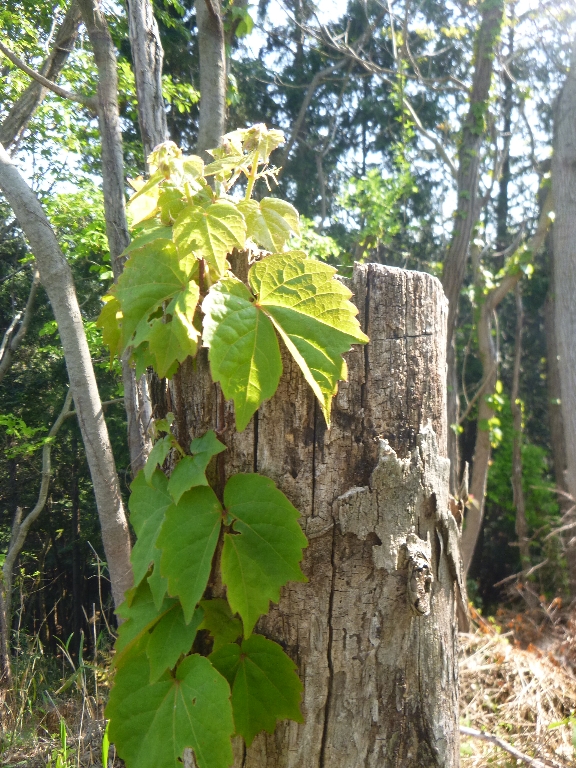 c0113733_22244922.jpg