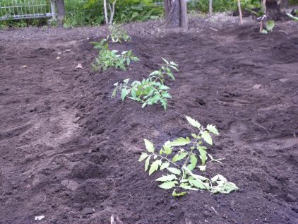 夏野菜　畑整え　苗植える_c0229433_20544791.jpg