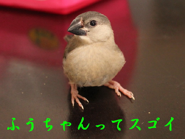 c0365734_22551137.jpg