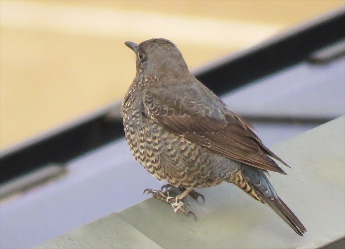この鳥は何 ぼくの写真集 Memory Of Moment この鳥は何 ぼくの写真集 Memory Of Moment