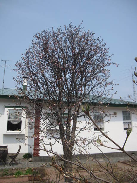 a0279743_6305655.jpg