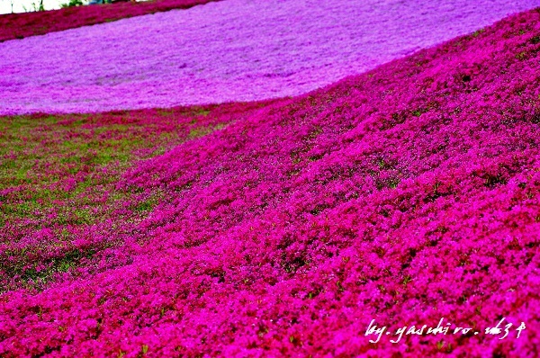 みさと芝桜公園_b0343543_20172781.jpg