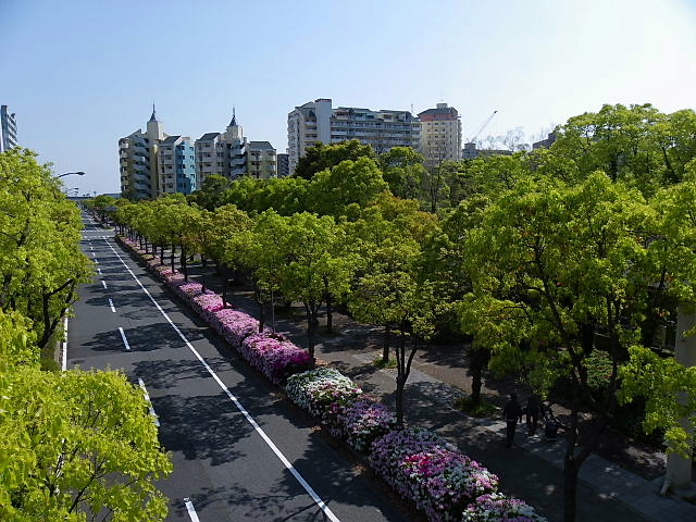 新緑の季節・楠と躑躅、南京櫨、銀杏並木、春女苑_c0051143_0215863.jpg