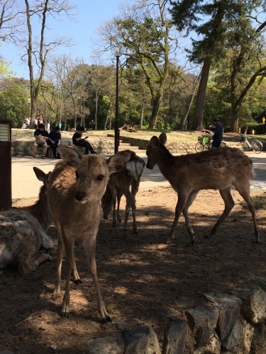 日帰りで　奈良東大寺南大門_a0125045_16172477.jpg