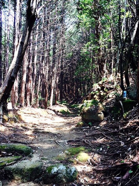 熊野古道@大観猪垣道コース_e0292546_20381915.jpg