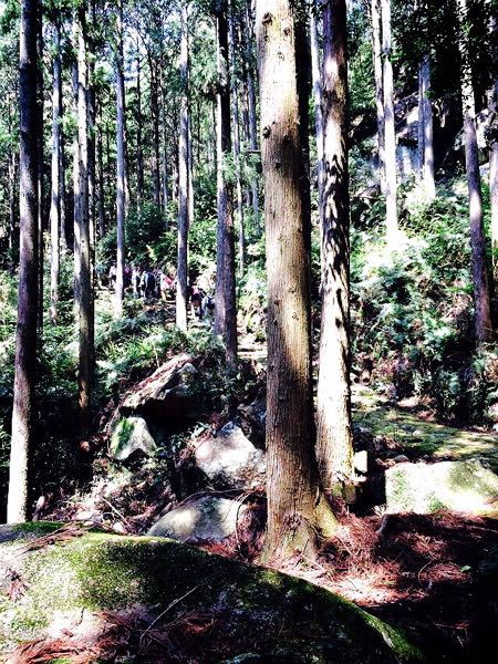 熊野古道@大観猪垣道コース_e0292546_20382675.jpg