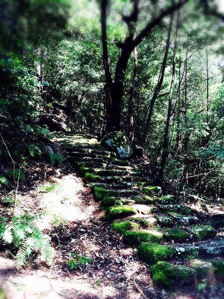 熊野古道@大観猪垣道コース_e0292546_2038366.jpg