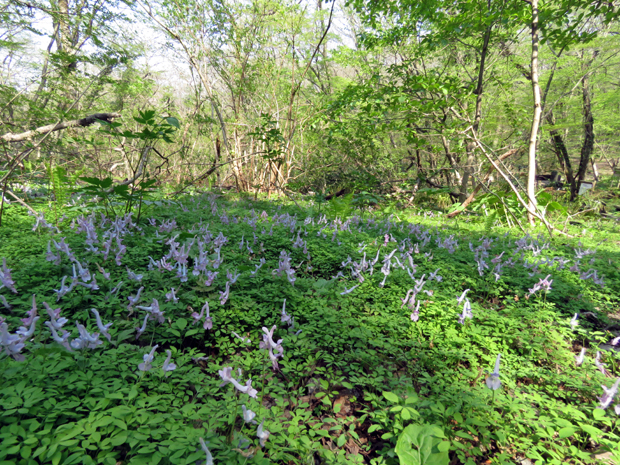 f0214649_50733.jpg