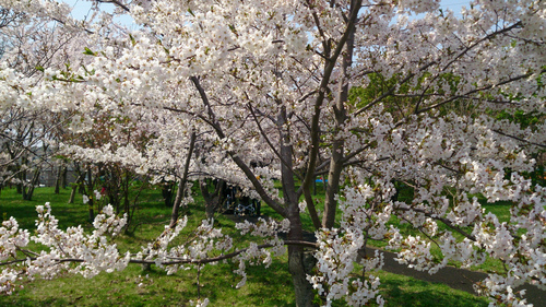 桜　満開　サイクリング_f0225750_1651888.jpg