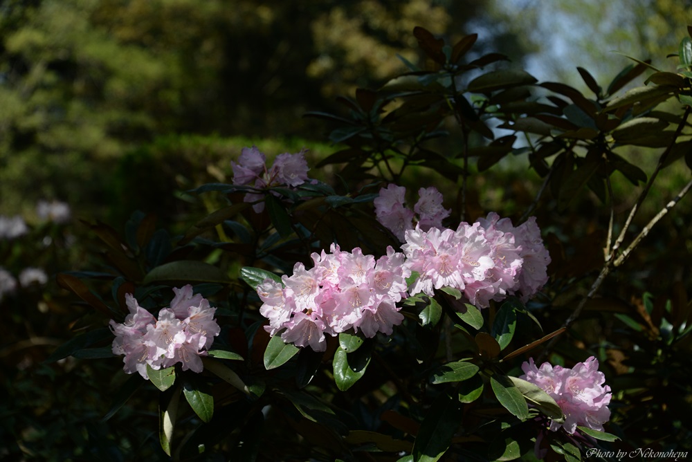 c0122455_42099.jpg
