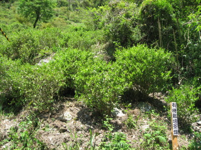f0006356_11515539.jpg