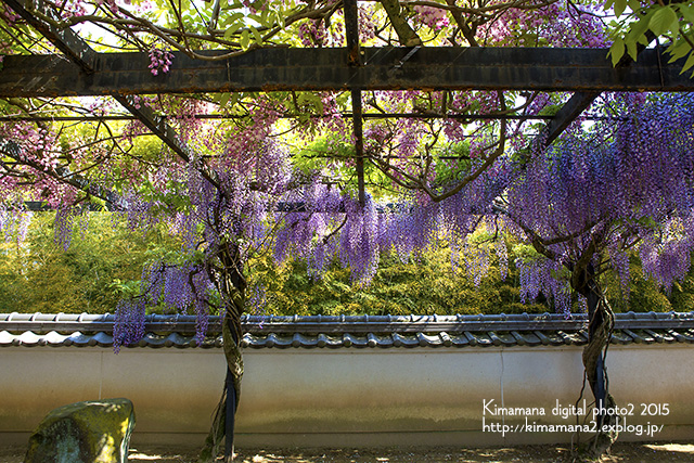 藤棚のある寺_f0324756_8124288.jpg