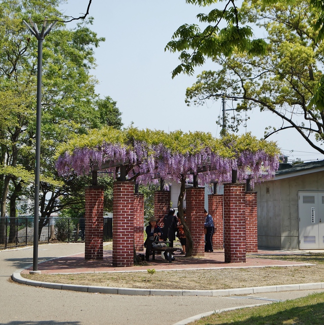 浅香山公園の藤棚　＠大阪・堺市_b0063958_629496.jpg