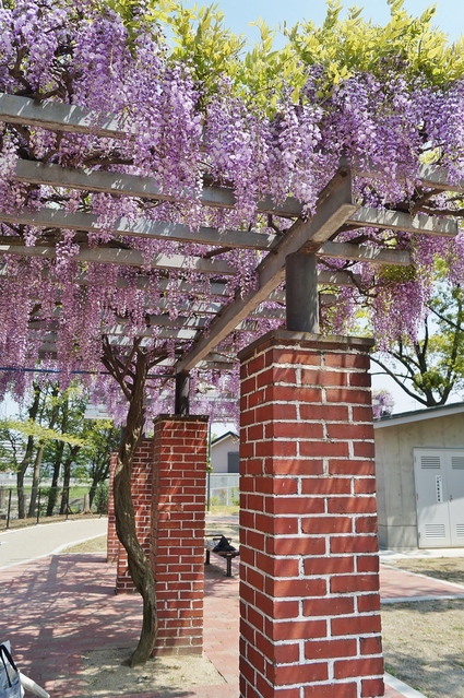 浅香山公園の藤棚　＠大阪・堺市_b0063958_631681.jpg