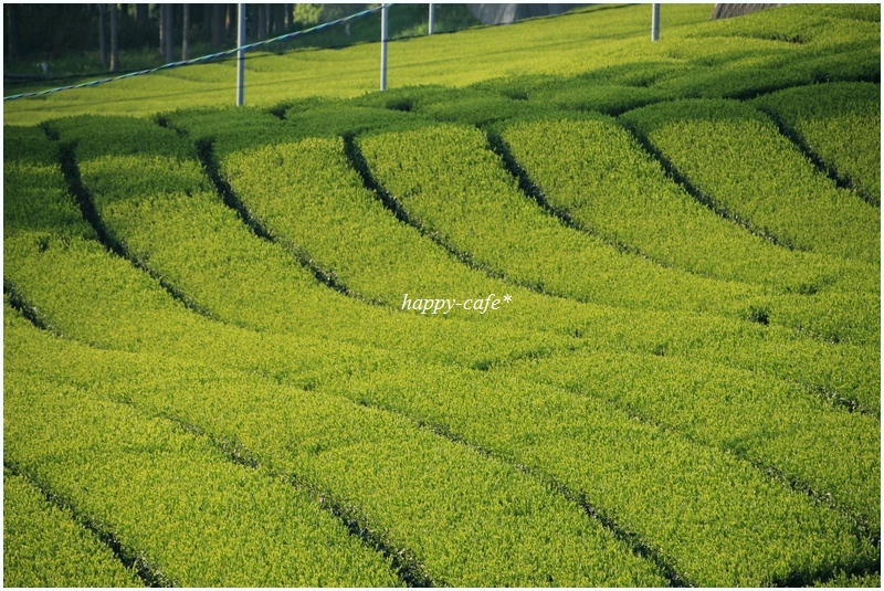 緑香る茶畑＠牧の原台地♪_a0167759_1625786.jpg