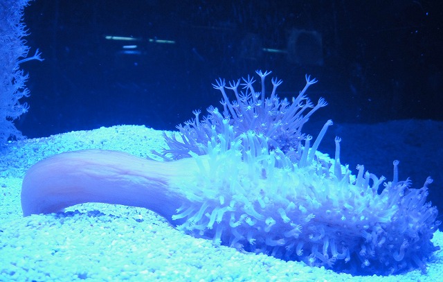 ＜2015年５月＞すみだ水族館（東京ｽｶｲﾂﾘｰ）から両国への散策_c0119160_22132113.jpg