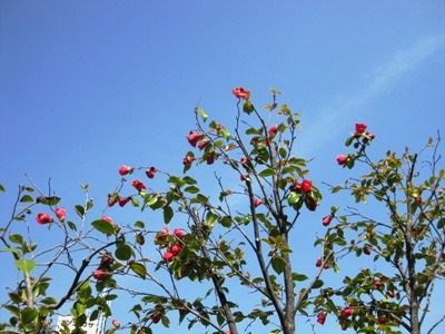 c0190960_20103.jpg