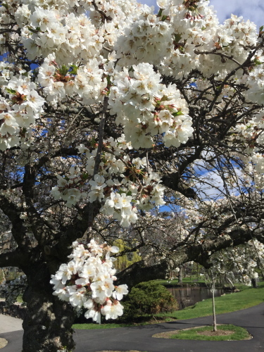 SAKURA   サクラ_c0252862_11060147.jpg